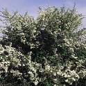 Crataegus monogyna